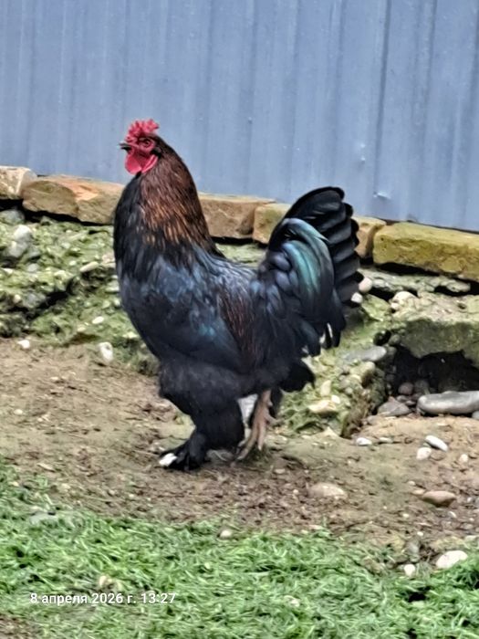 Продам петуха Брама