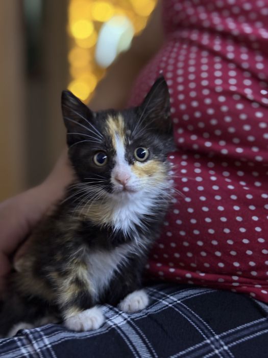 Котята ищут дом