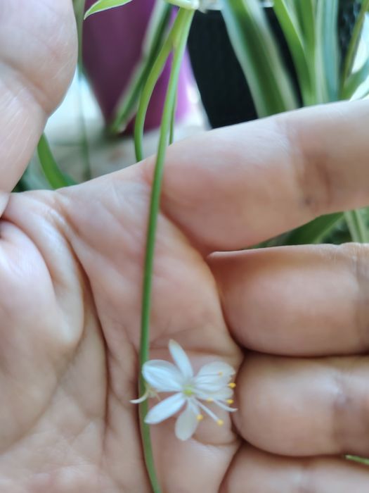 Хлорофитум цветок