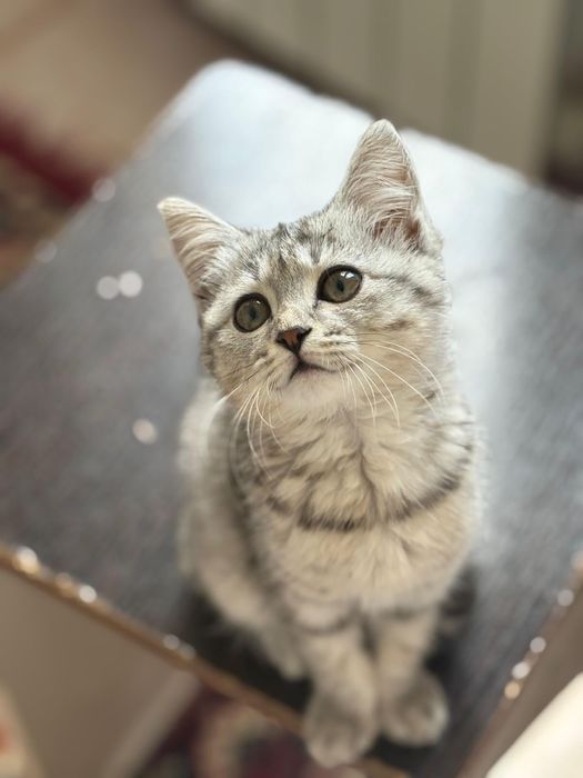 Отдам котенка в добрые руки