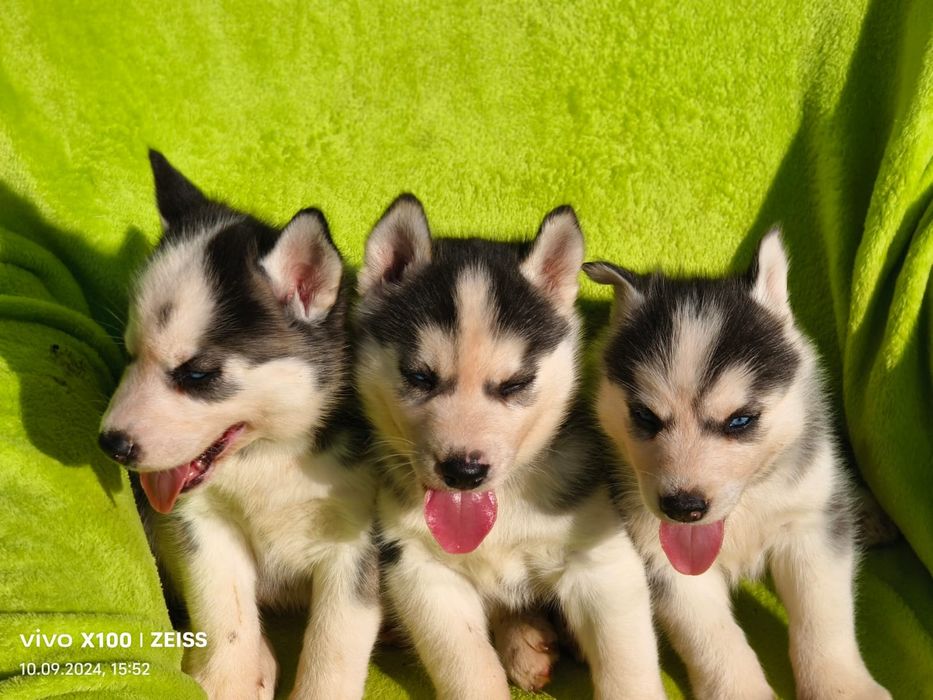 Хаски голубые глазки