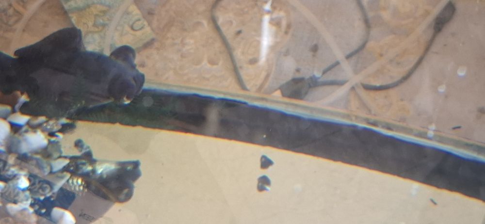 Аквариум ва Балаклари сотилади