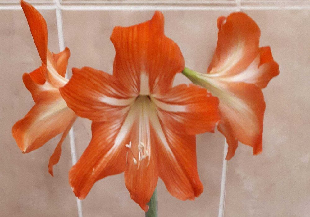 комнатные растения гиппеаструм красный