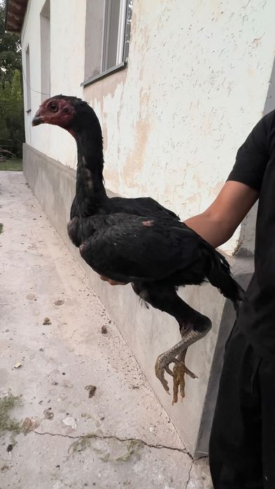 Дакан шоже кораз