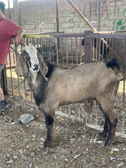 Козёл породистый