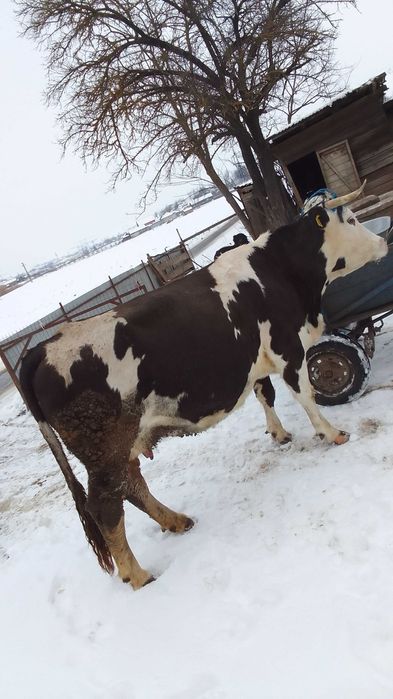 Vacă de abator disponibila