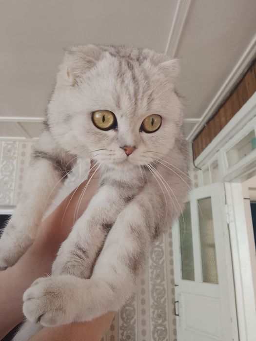 Вязка породистого кота