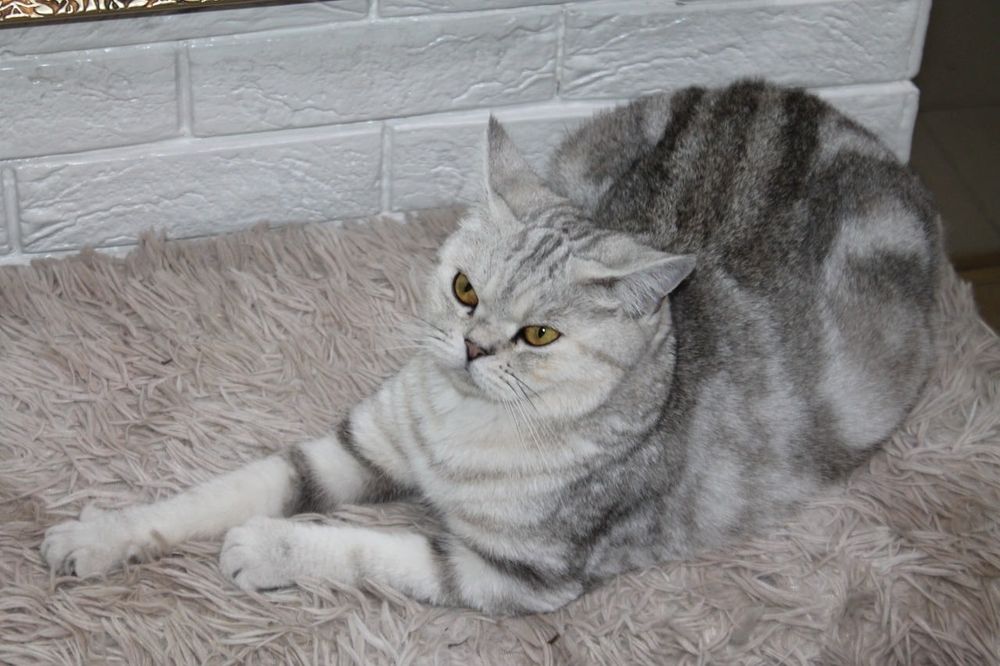 Британская кошка