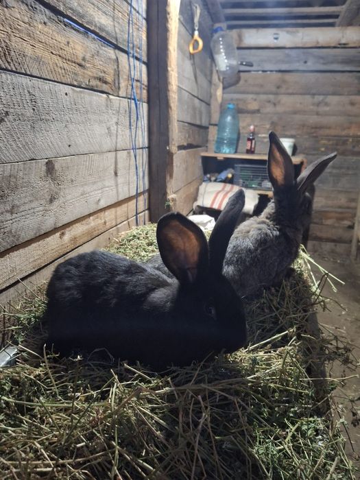 Iepuri uriaș german