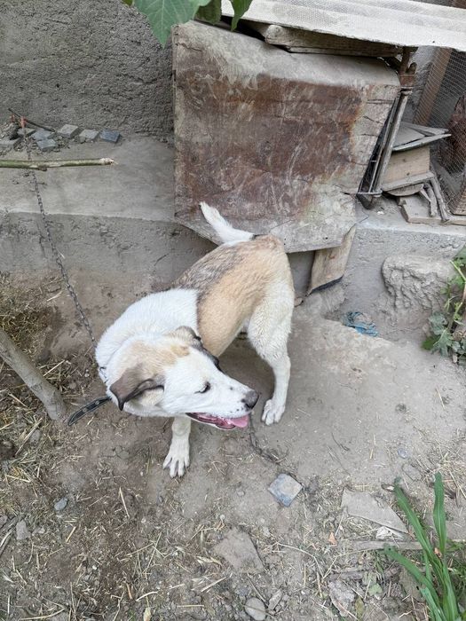 Kuchuk zotdor alabay