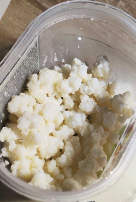 Granule de kefir „tibetan" — cultură vie, activa