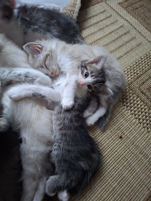 Отдам котят даром