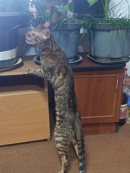 Бенгальская золотистая кошка