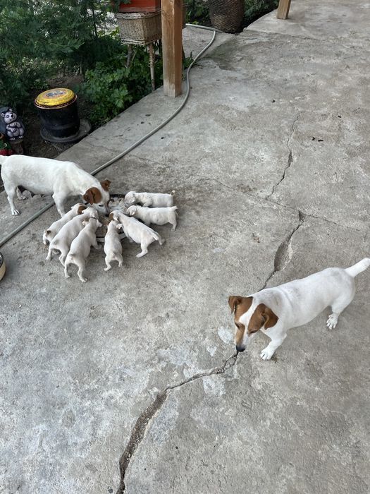 Джак Ръсел  Териер