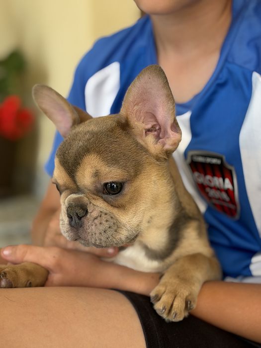 Bulldog francez fetita