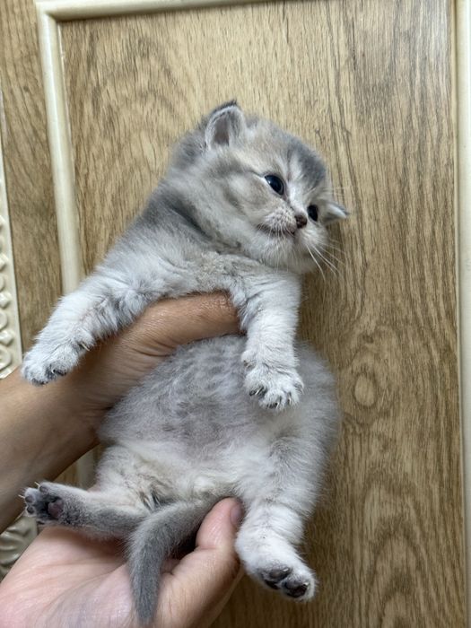 britanskiy toza qon mushuk mushukcha британский котенок britain kitten