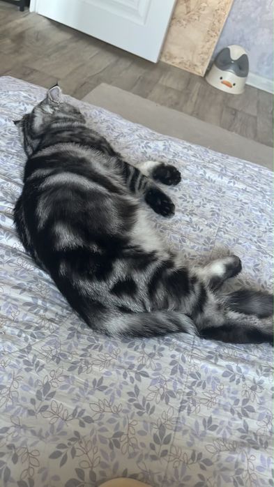 Продам котенка хорошая ласковая