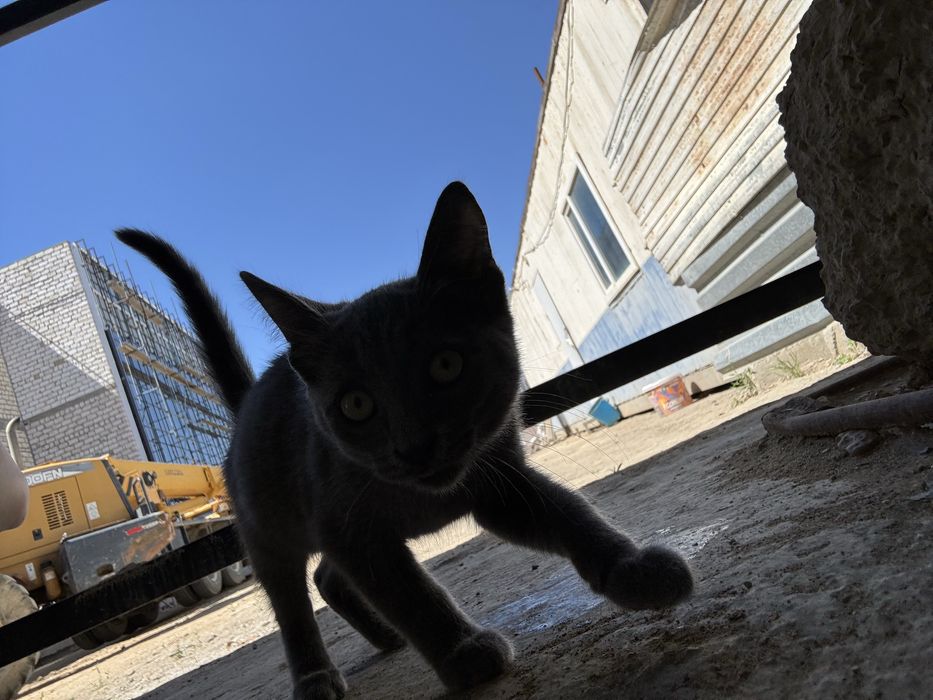 Котенок бездомный (девочка)