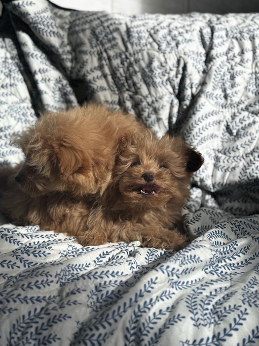 Помапу / Pomapoo