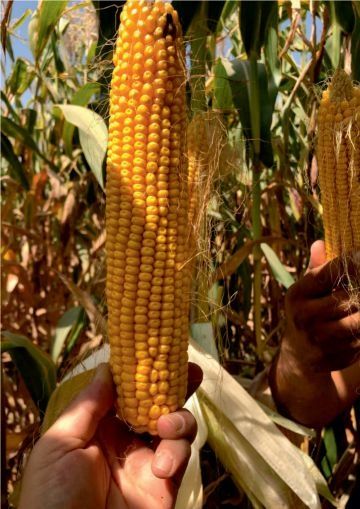 Высокоурожайные гибриды кукурузы из каталога США, Европы в Узбекистане