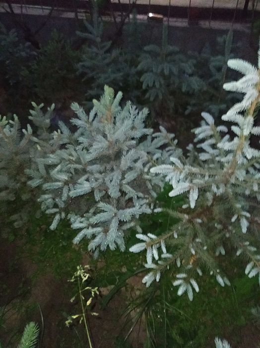 Голубой ель оптом и розницу