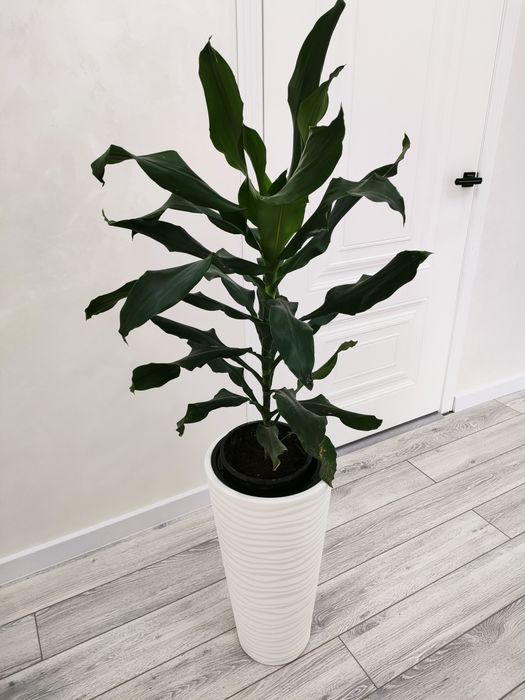 Растения для дома, офиса,школ. Доставка