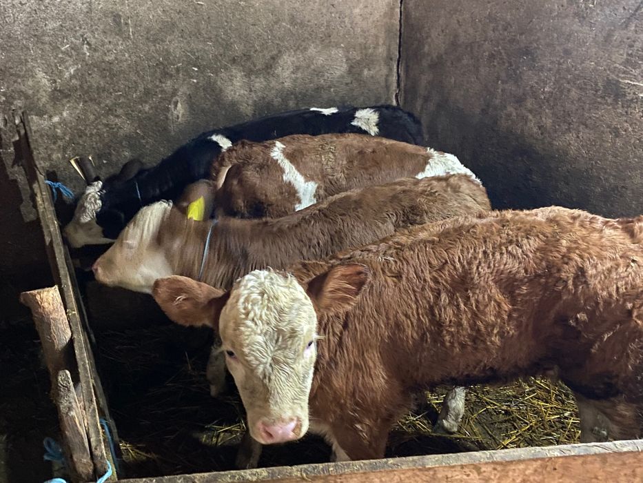 Viței preîncărcați preț negociabil