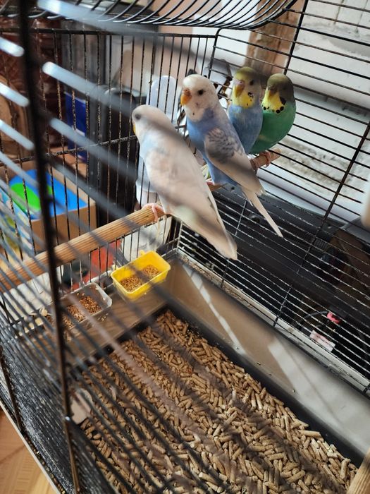 Papagali disponibili