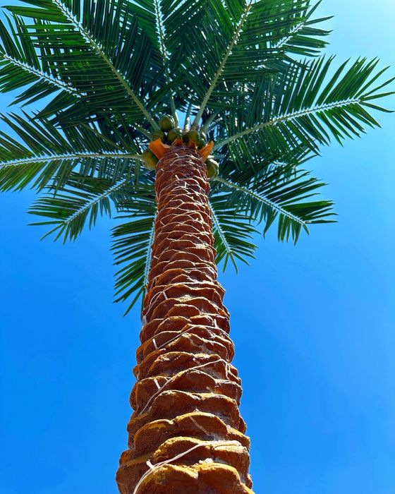 Пальма бассейн дом сад газон кокос дерево