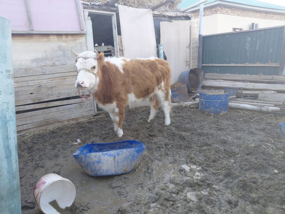 Бузаулы сиыр сатылады