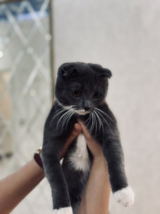 Шатландский кот Кошка мысык