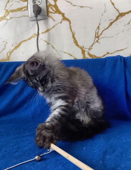 Котята Мейн Кун ( питомник)