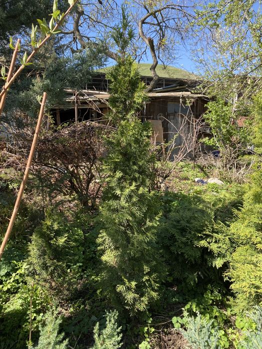 Туя перамидальная