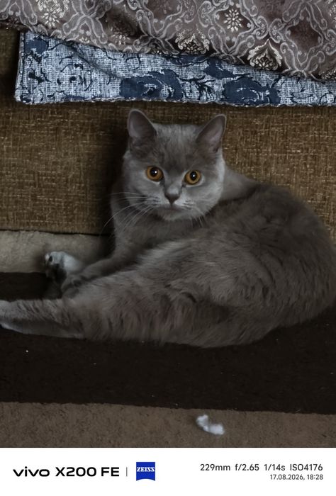 Кошка домашний британка