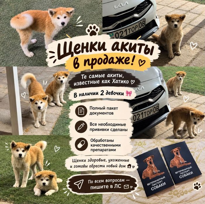Щенки акиты в продаже