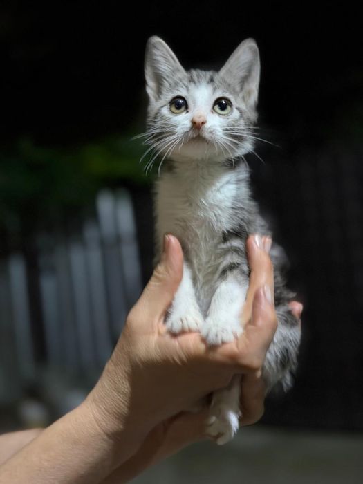 Отдам котят в хорошие руки!