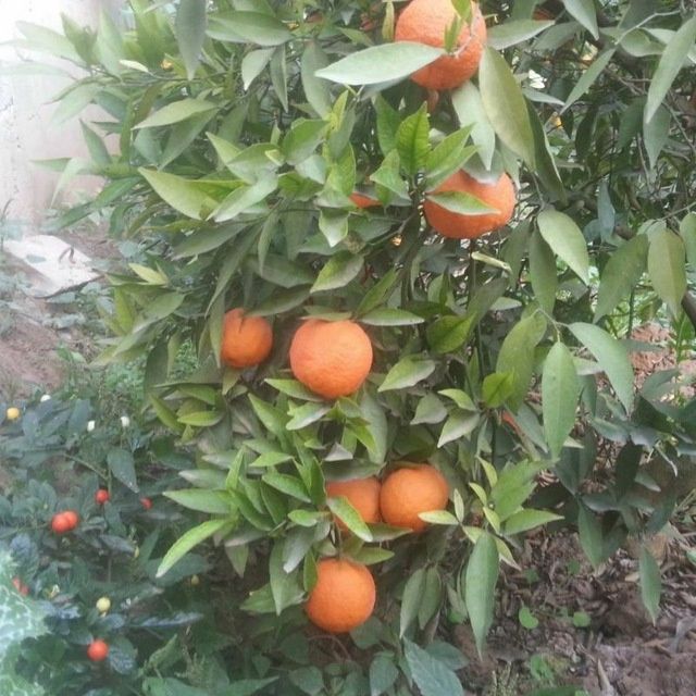 Archa kesish ishlar har xill shakillar boĝbonchilik dizayn landshaft