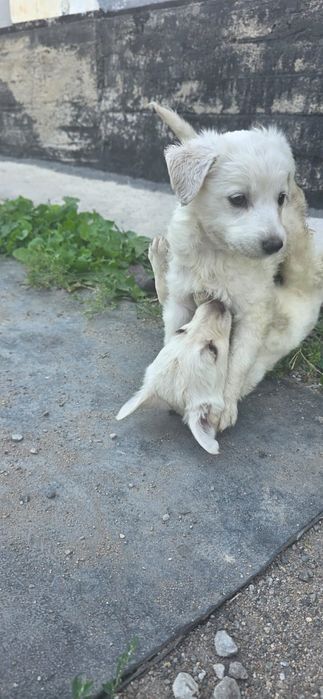 Дарим щенков,девочки