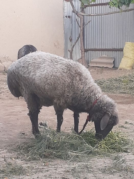 Yaxwi boqilgan qisir qoylar sotilad