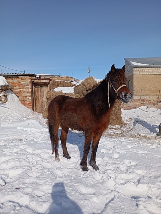 Продам жеребчика 3х летка