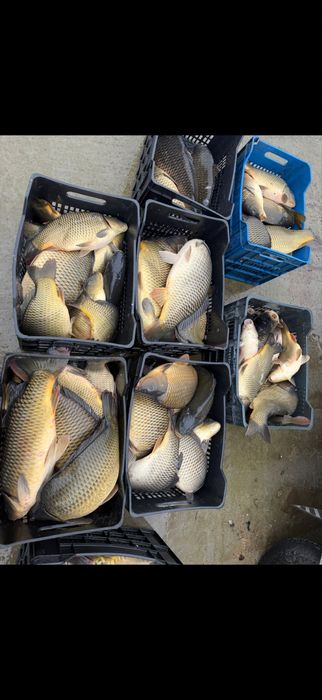 Шаран жива риба за спортен риболов или консумация