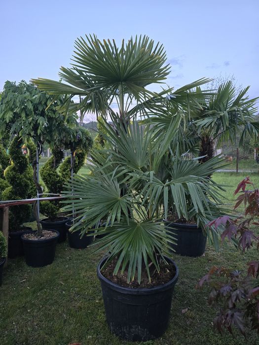Palmier trachycarpus