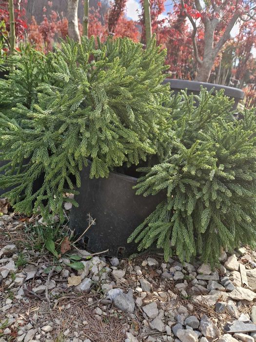 Plante Veșnic Verzi pentru Intimitate și Eleganță în Curte