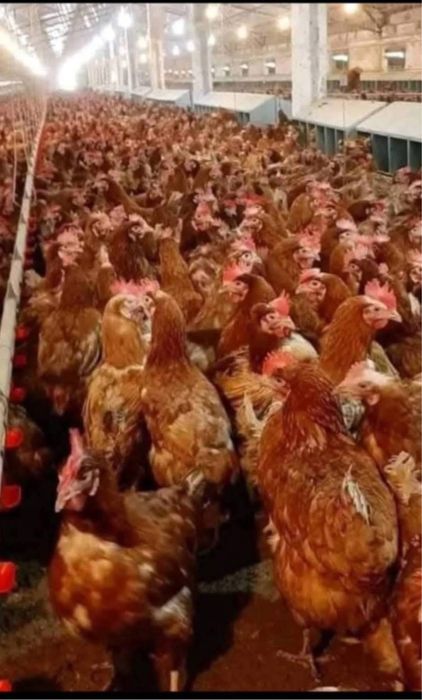 Gaini pentru oaut cu livrare