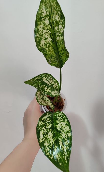 Аглаонемы разных сортов