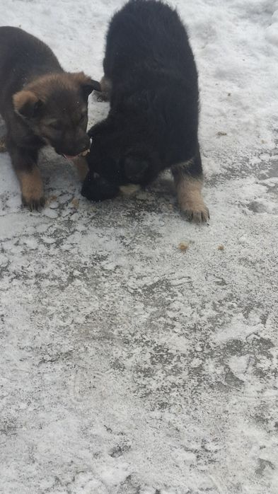 Очень милые щенята