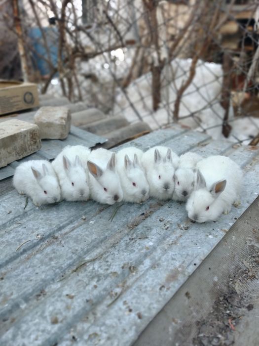 Кролики калифорния