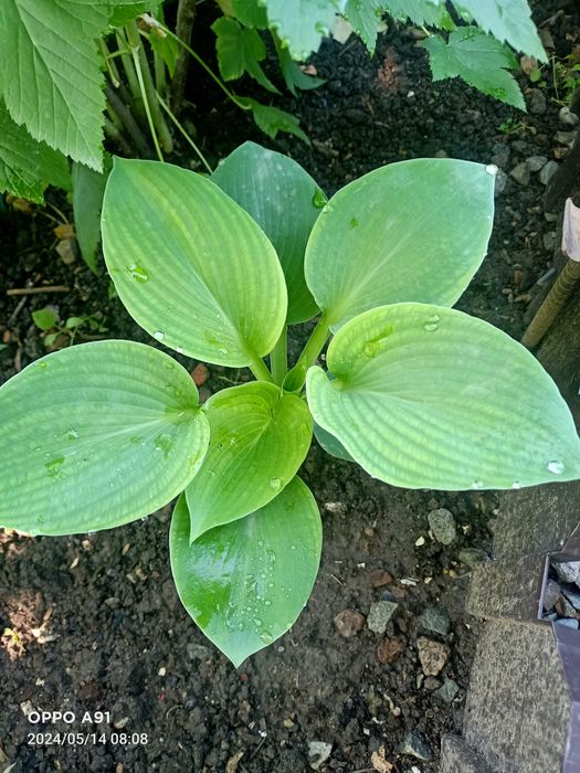 Древовидные Гибискус