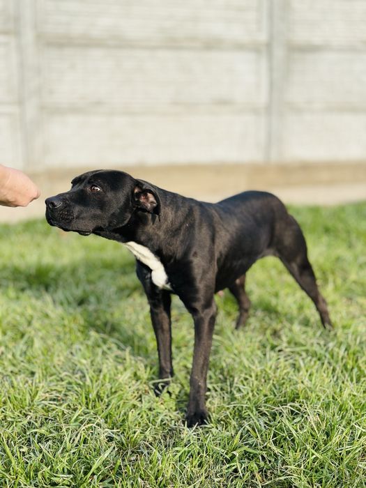 Нирвана. Питбуль девочка. Добрая