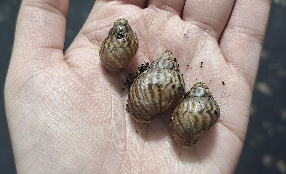 Отдам даром улиток